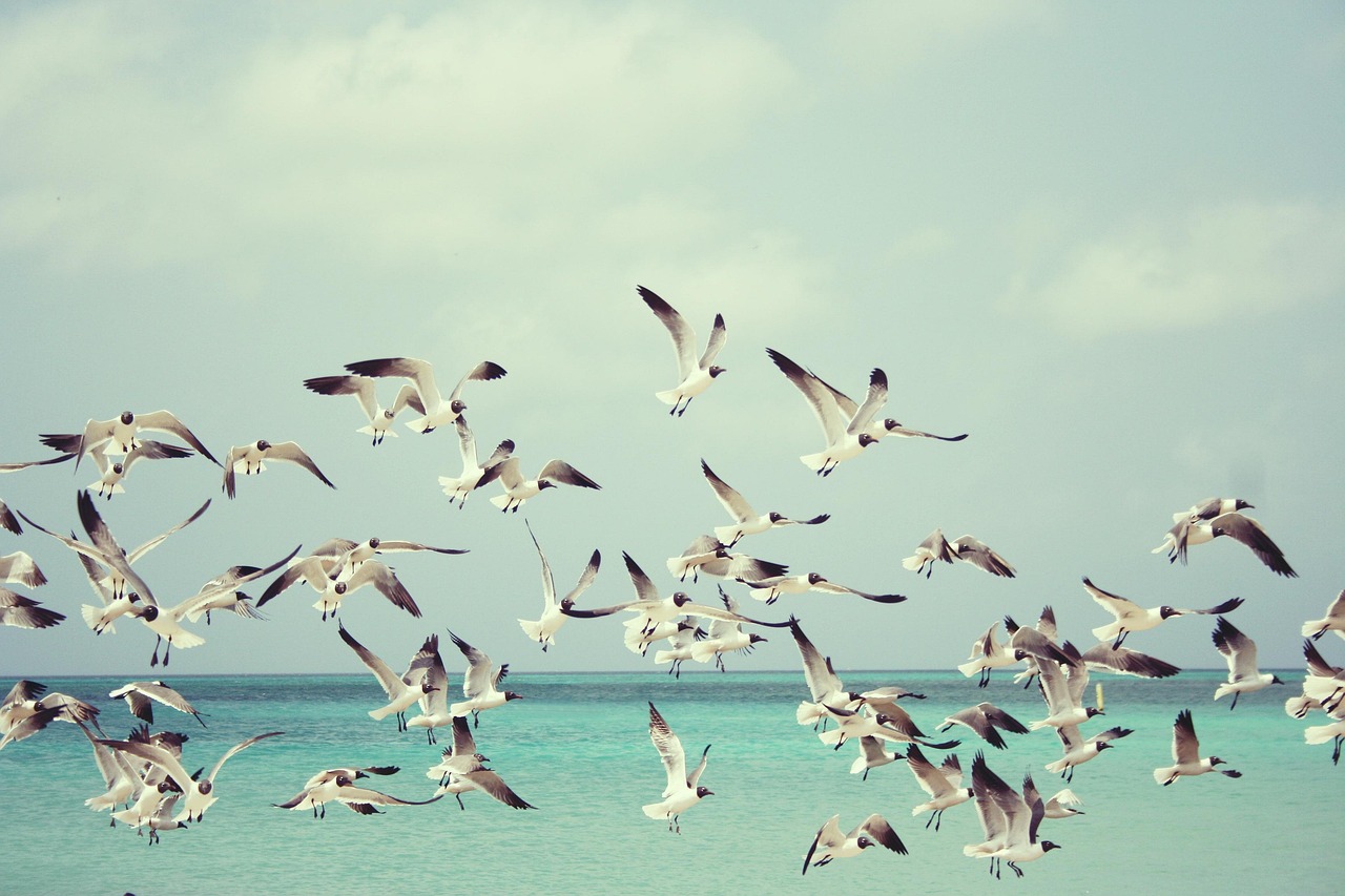 seagulls-815304_1280